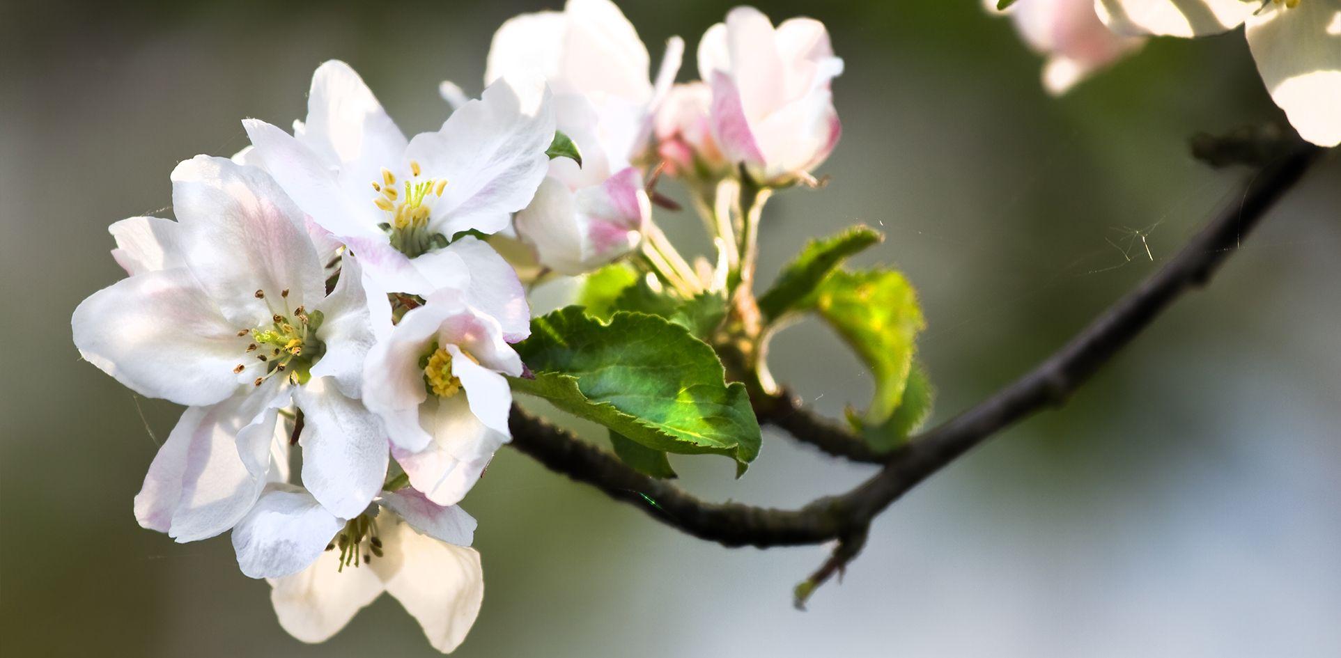 Kvist med vita blommor